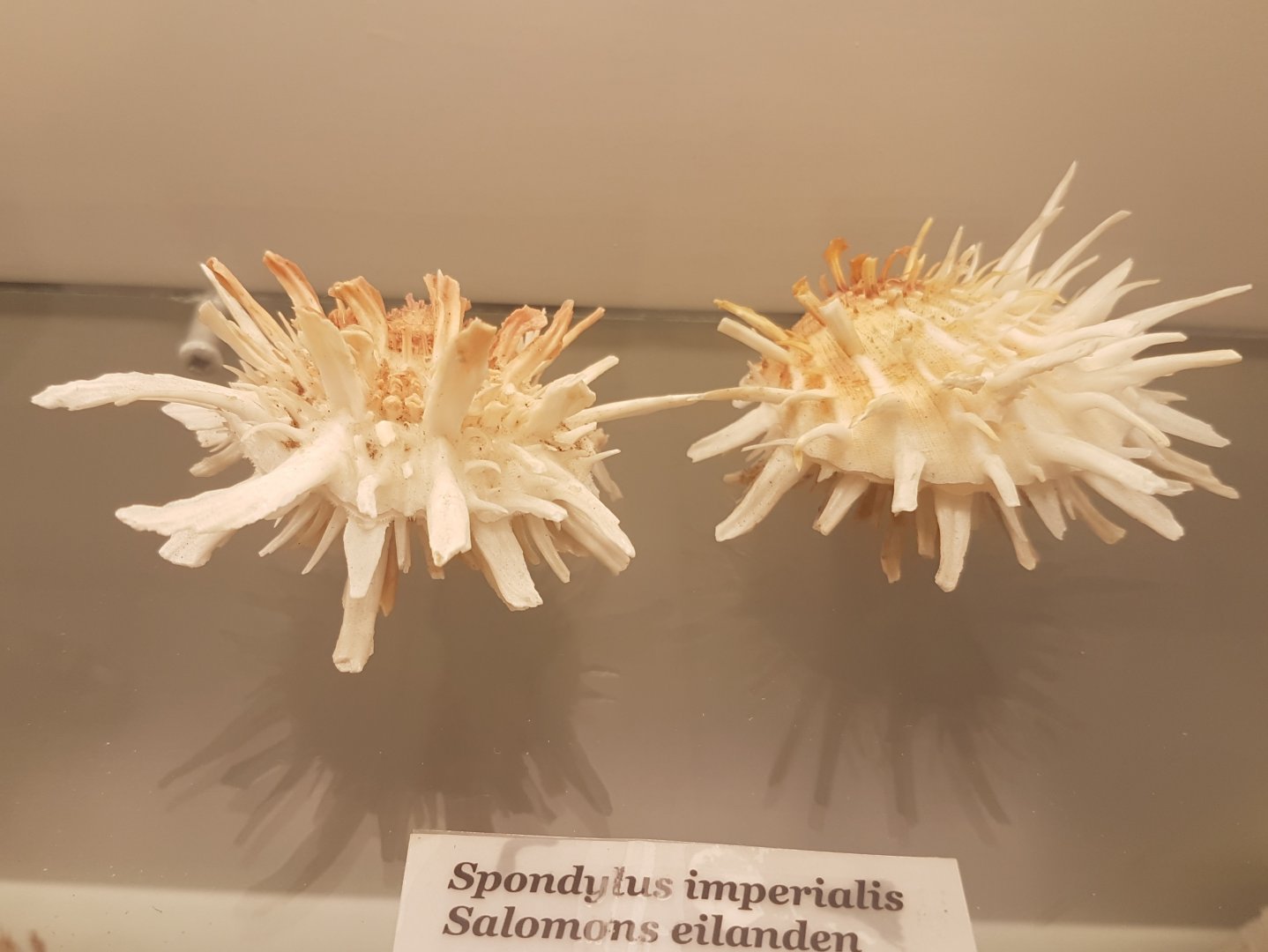 Spondylus imperialis