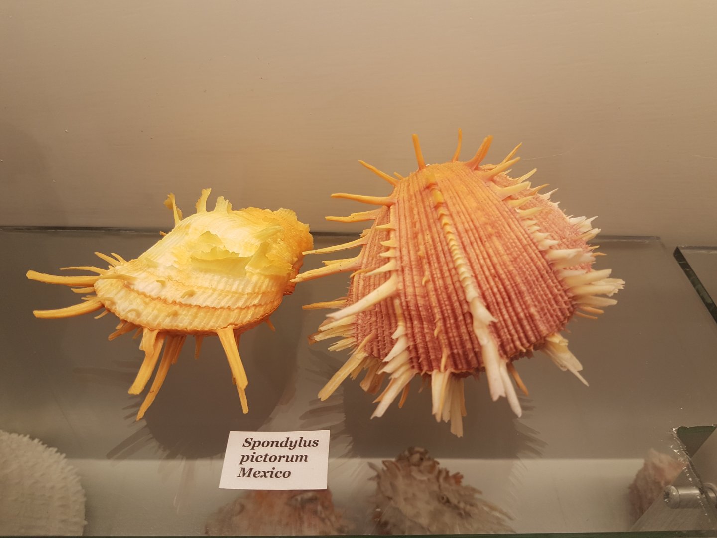 Spondylus pictorum