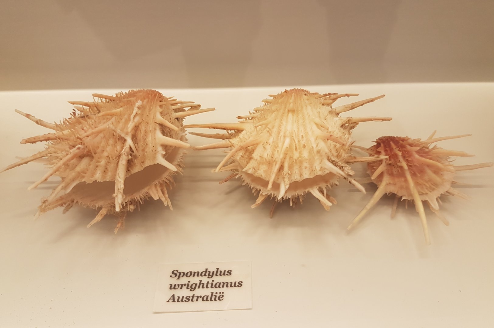 Spondylus wrightianus