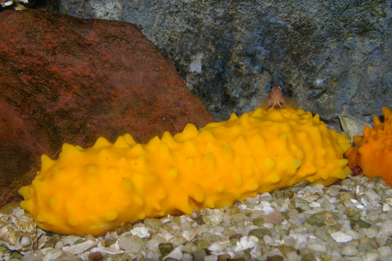 sponge Polymastia croceus (formerly P. granulosa)