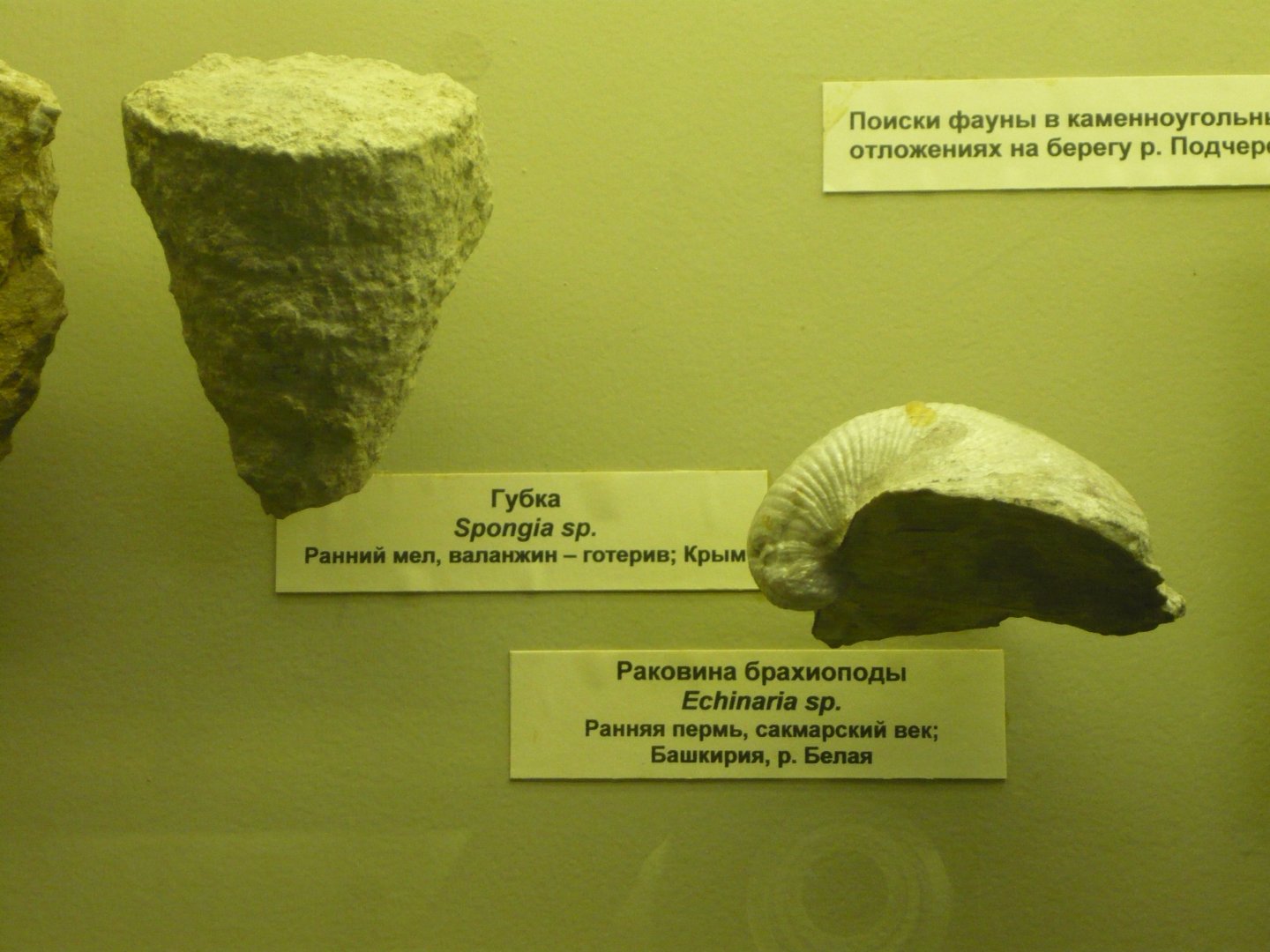 Spongia sp. and Echinaria sp.
