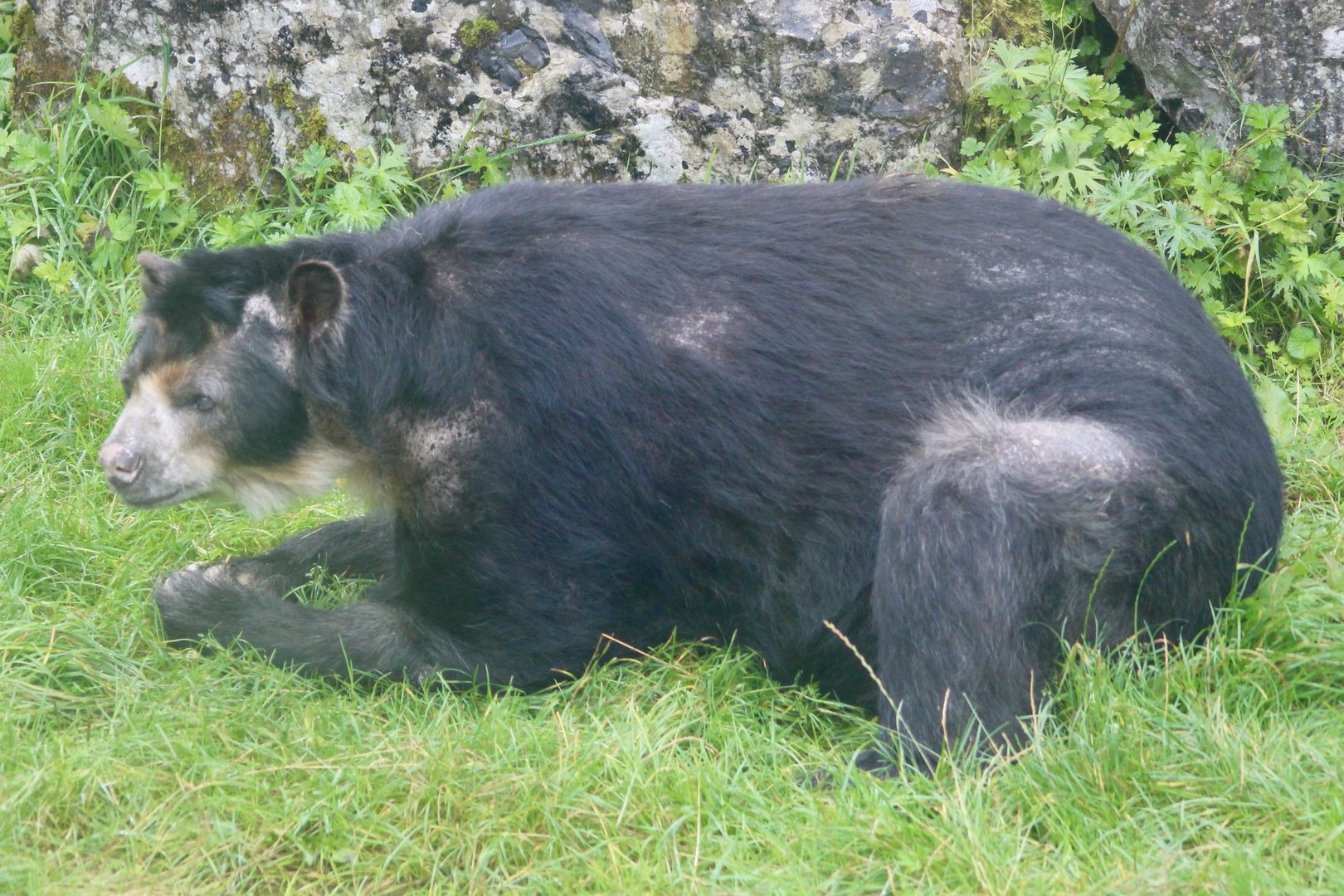 Spook, spectacled bear (Tremarctos ornatus) at Belfast Zoo (25/08/2023)