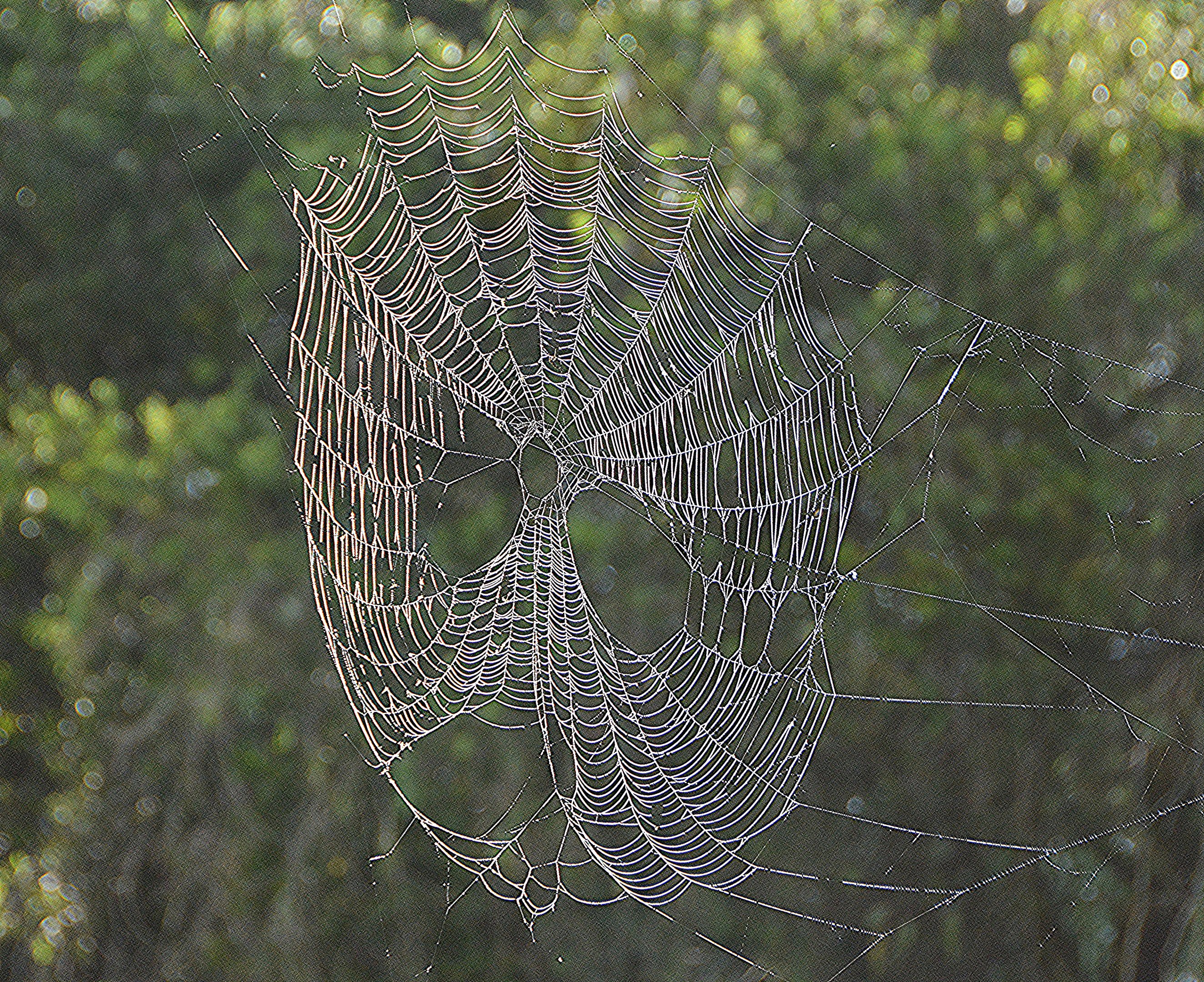 Spooky spiders web