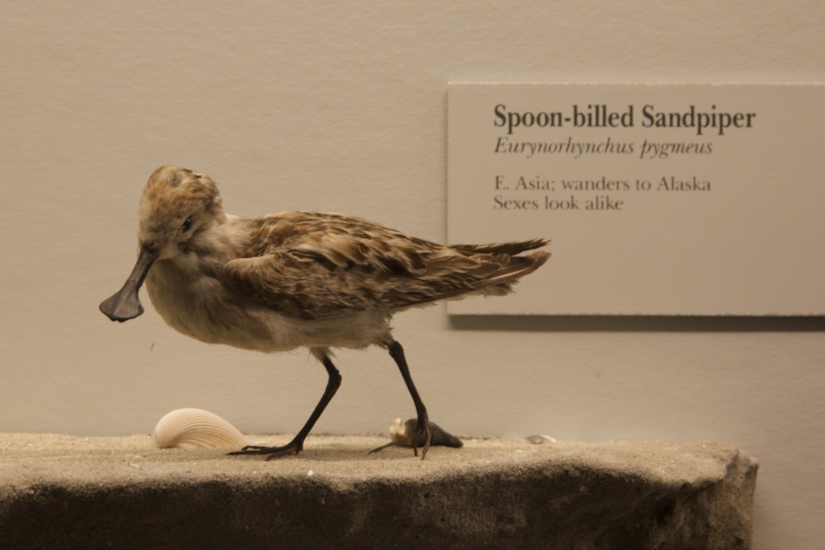 Spoon-billed Sandpiper/ Calidris pygmaea