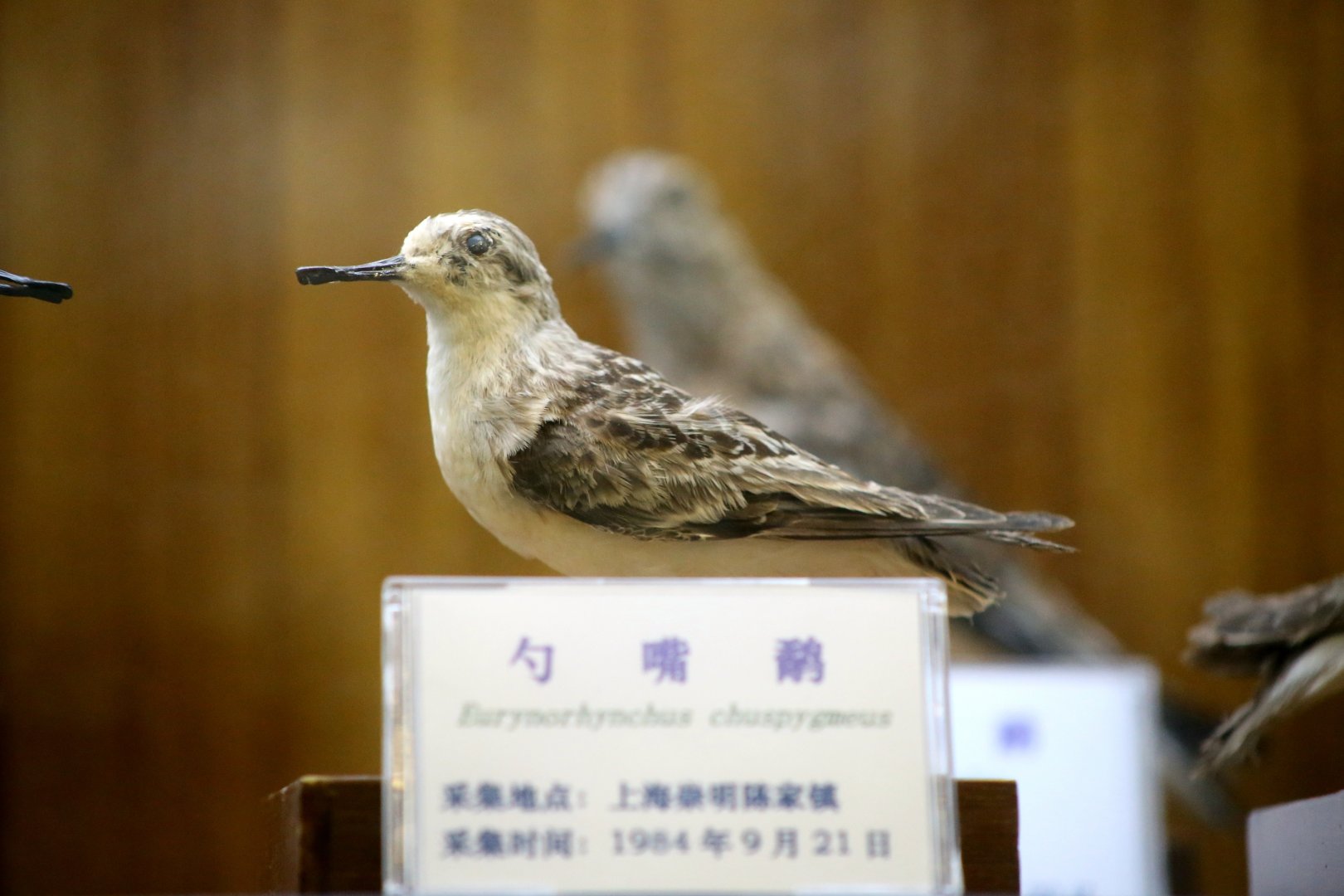Spoon-billed Sandpiper (Eurynorhynchus pygmeus)