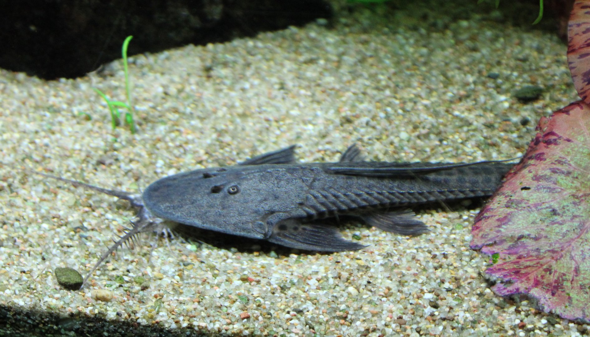 Spoon-faced whiptail - Planiloricaria cryptodon