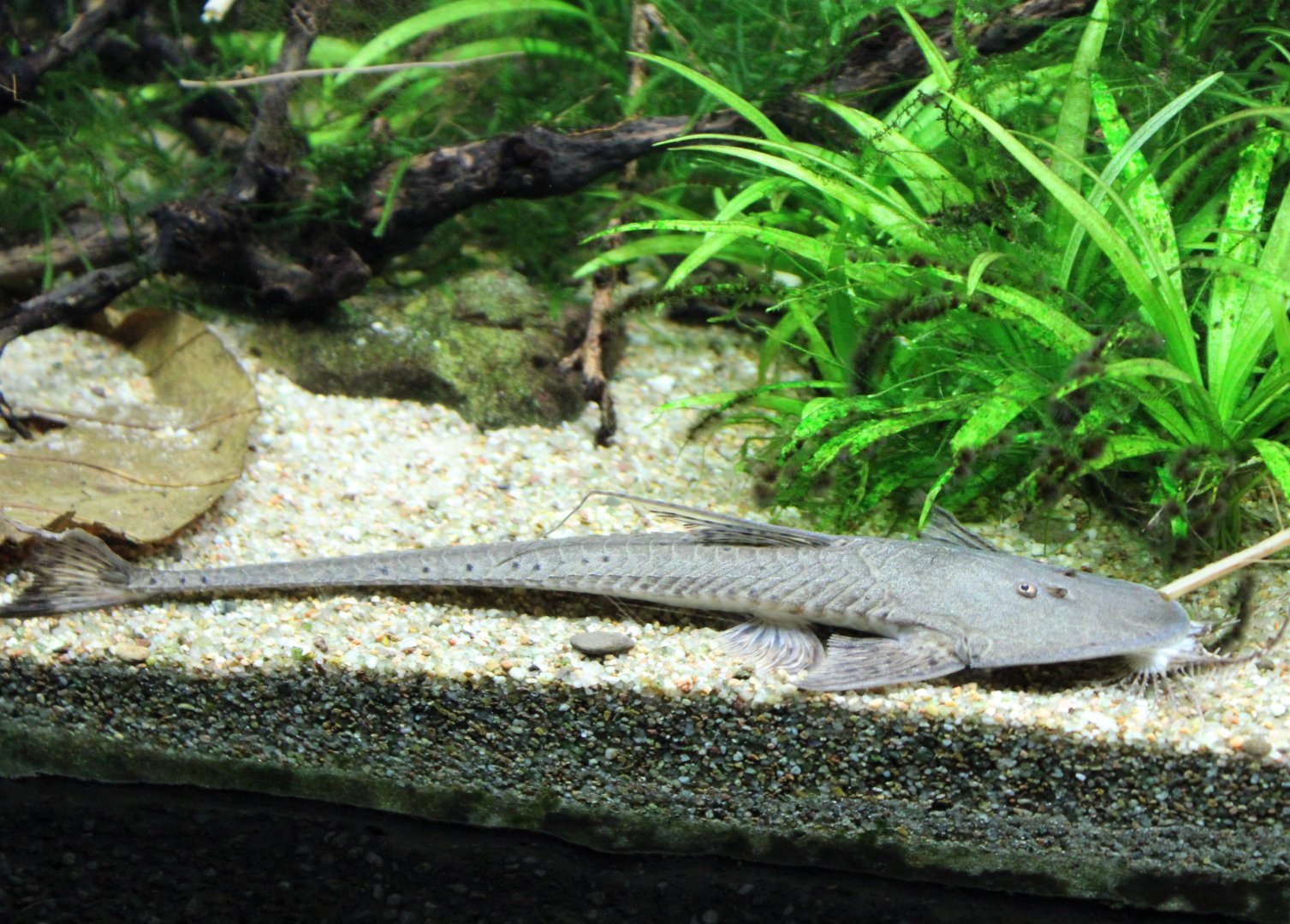 Spoon-faced whiptail - Planiloricaria cryptodon