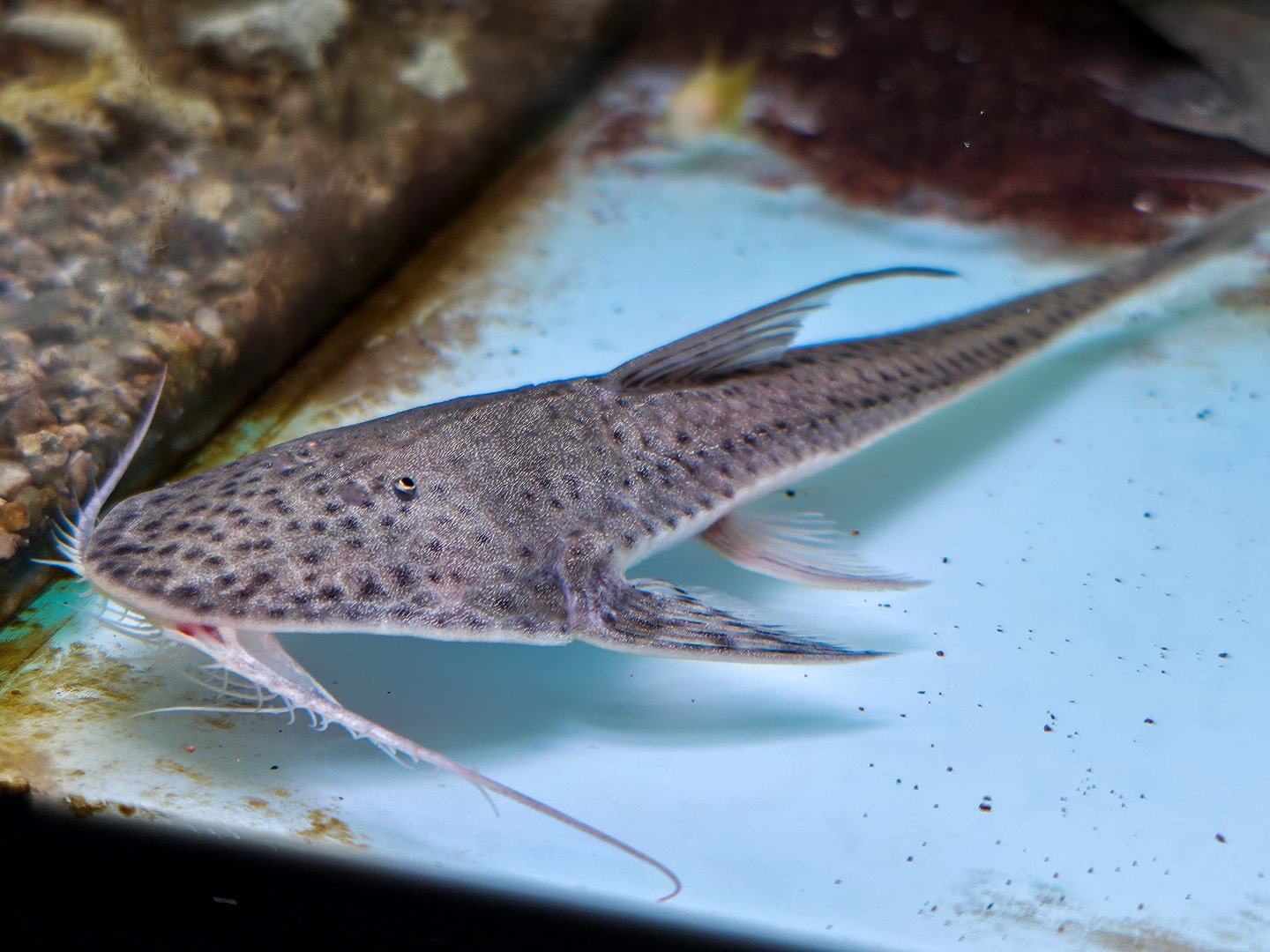Spoon-faced Whiptail (Planiloricaria cryptodon)