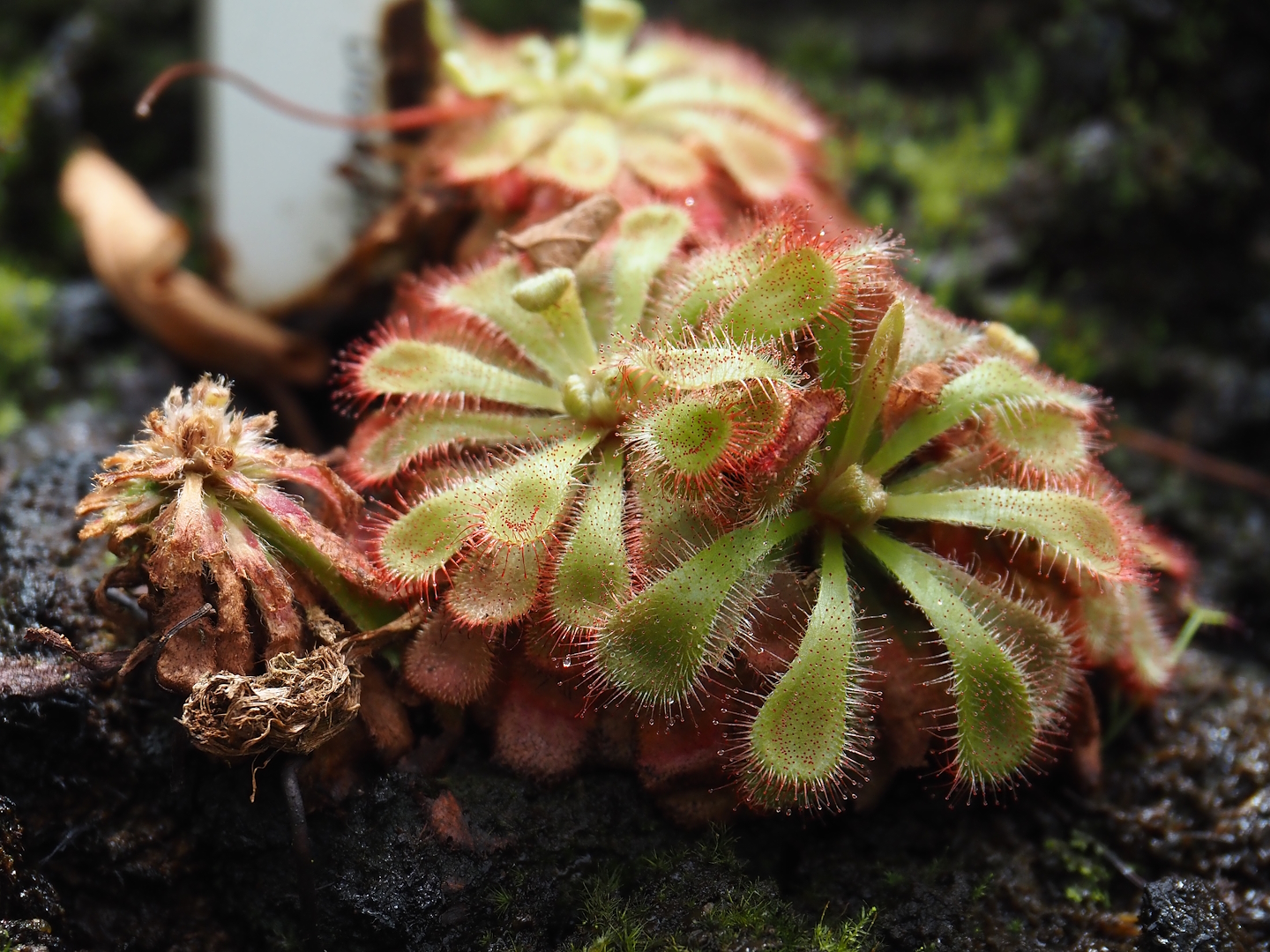 Spoon-leaved sundew (Drosera spatulata) in the Victoria Conservatory, 2024-06-30