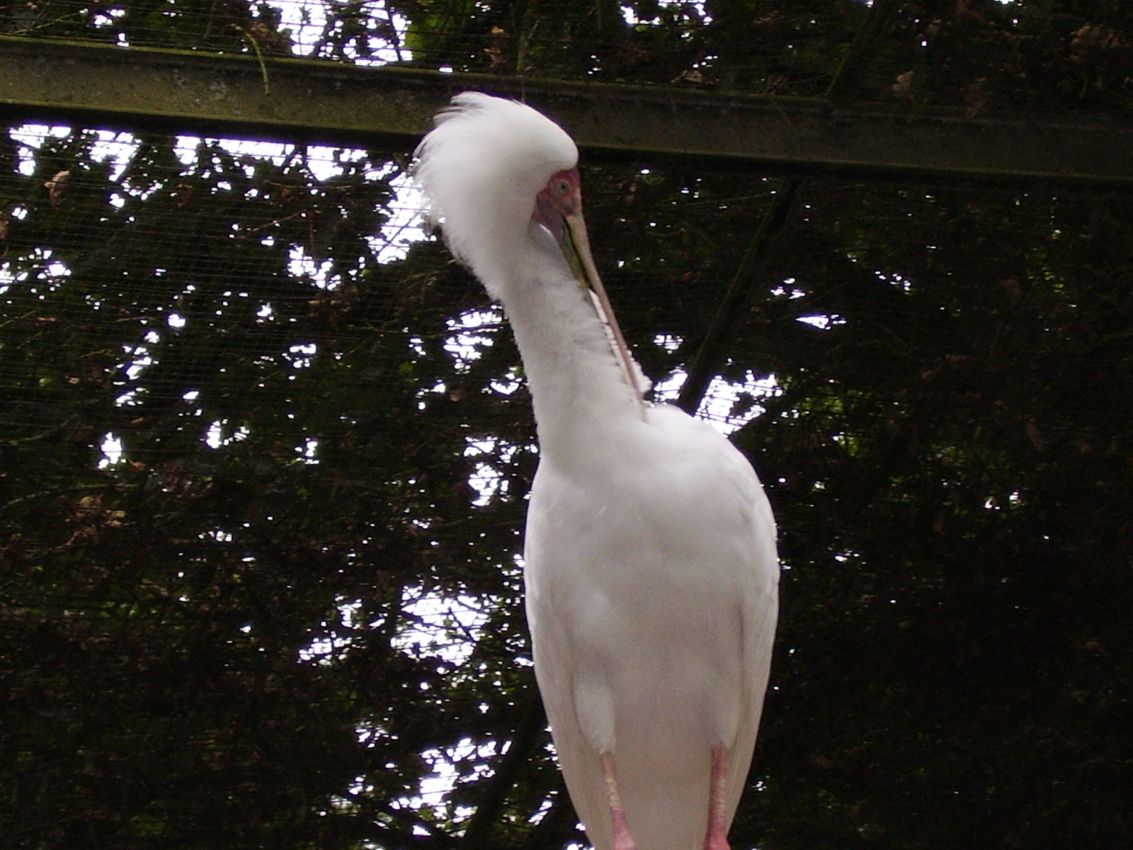 Spoonbill - 2006
