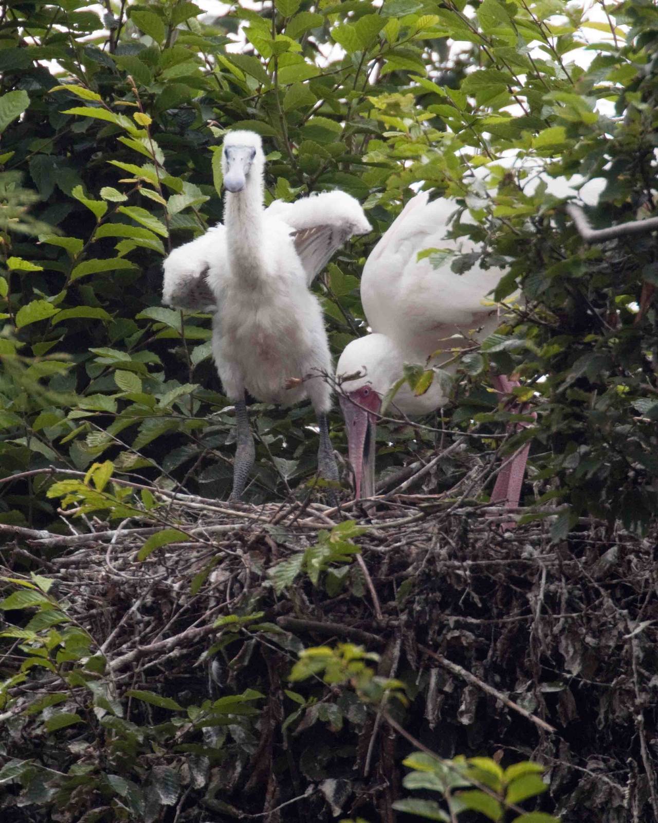Spoonbill and chick
