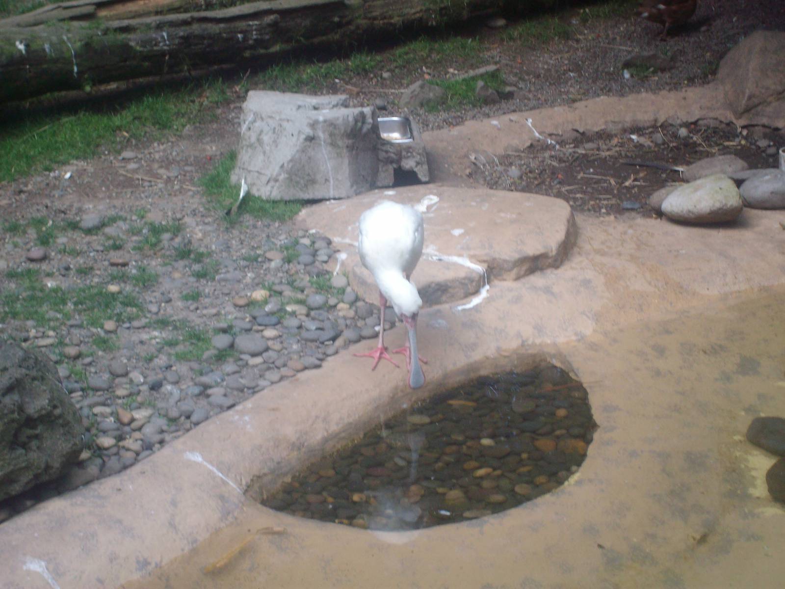 SpoonBill at Oregon Zoo
