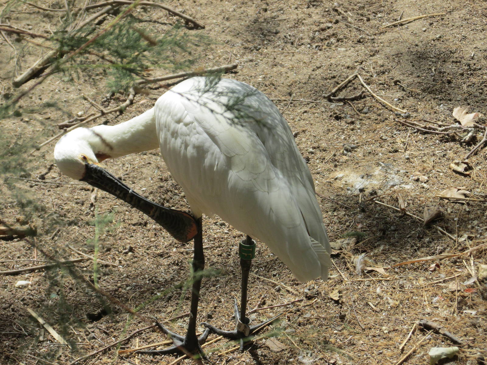 spoonbill barcelona zoo