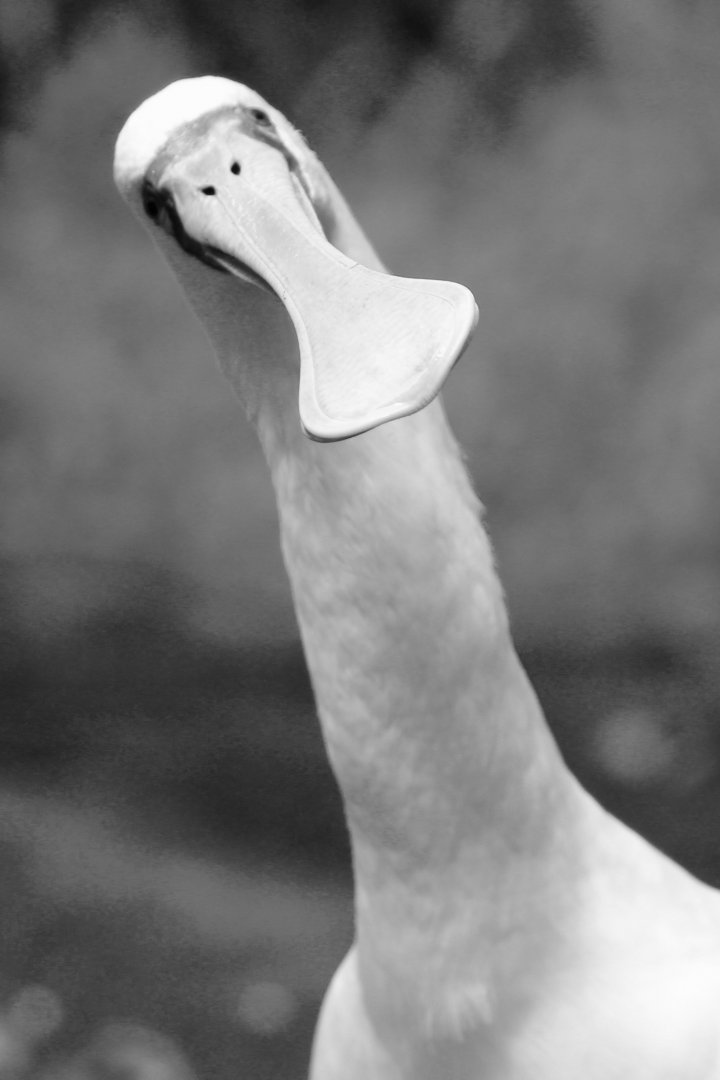 Spoonbill, Birdworld, August 2020