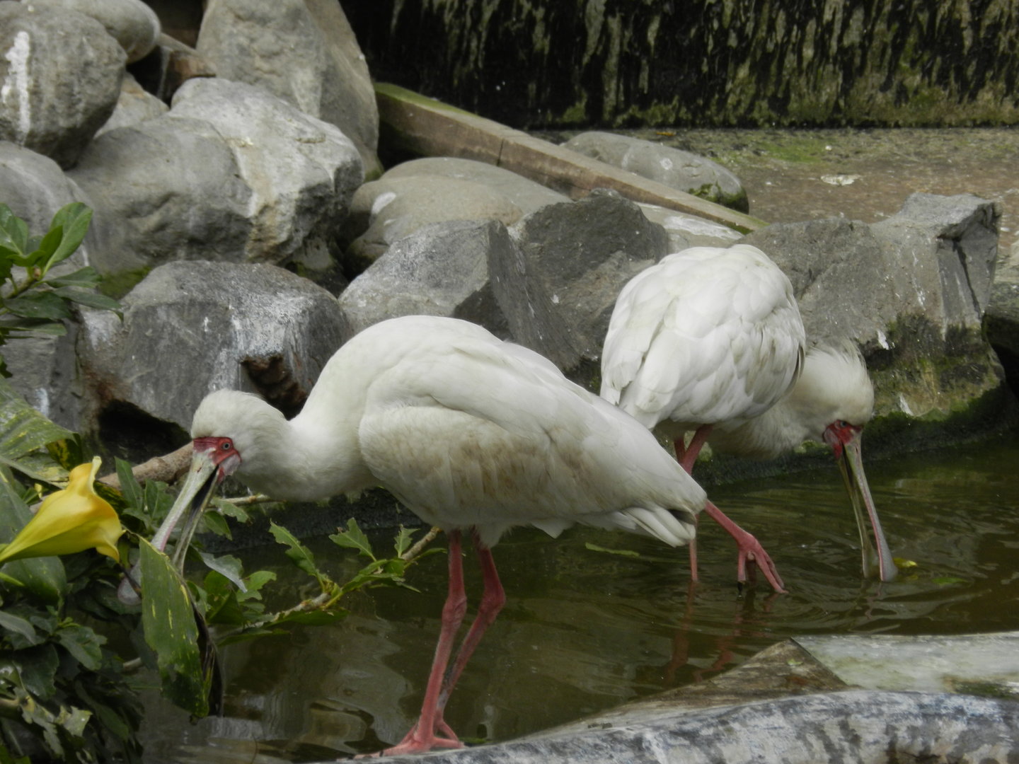 Spoonbill, bosque de las aves - Parque Zoológico Huachipa