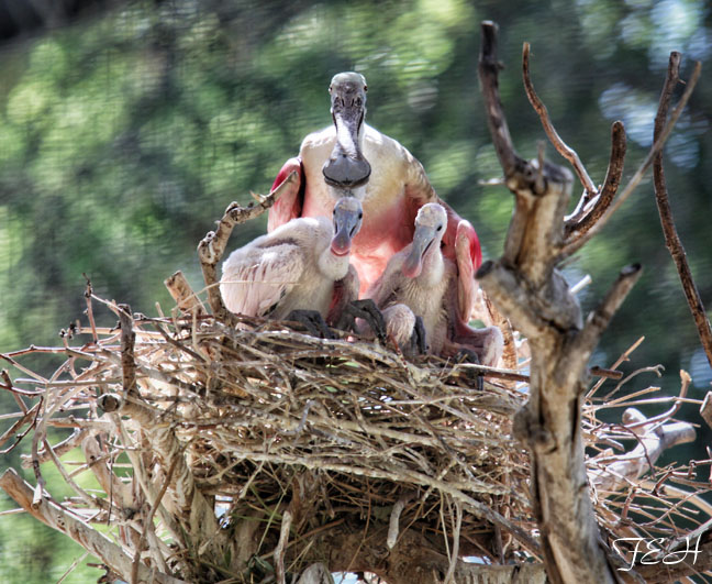 spoonbill chicks in nest