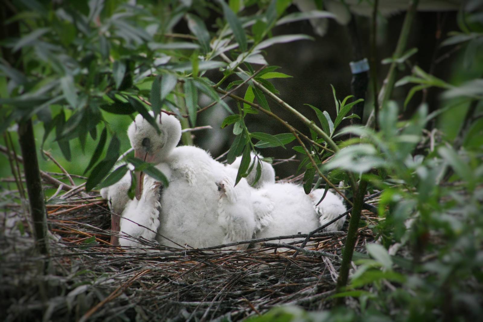 Spoonbill Chicks