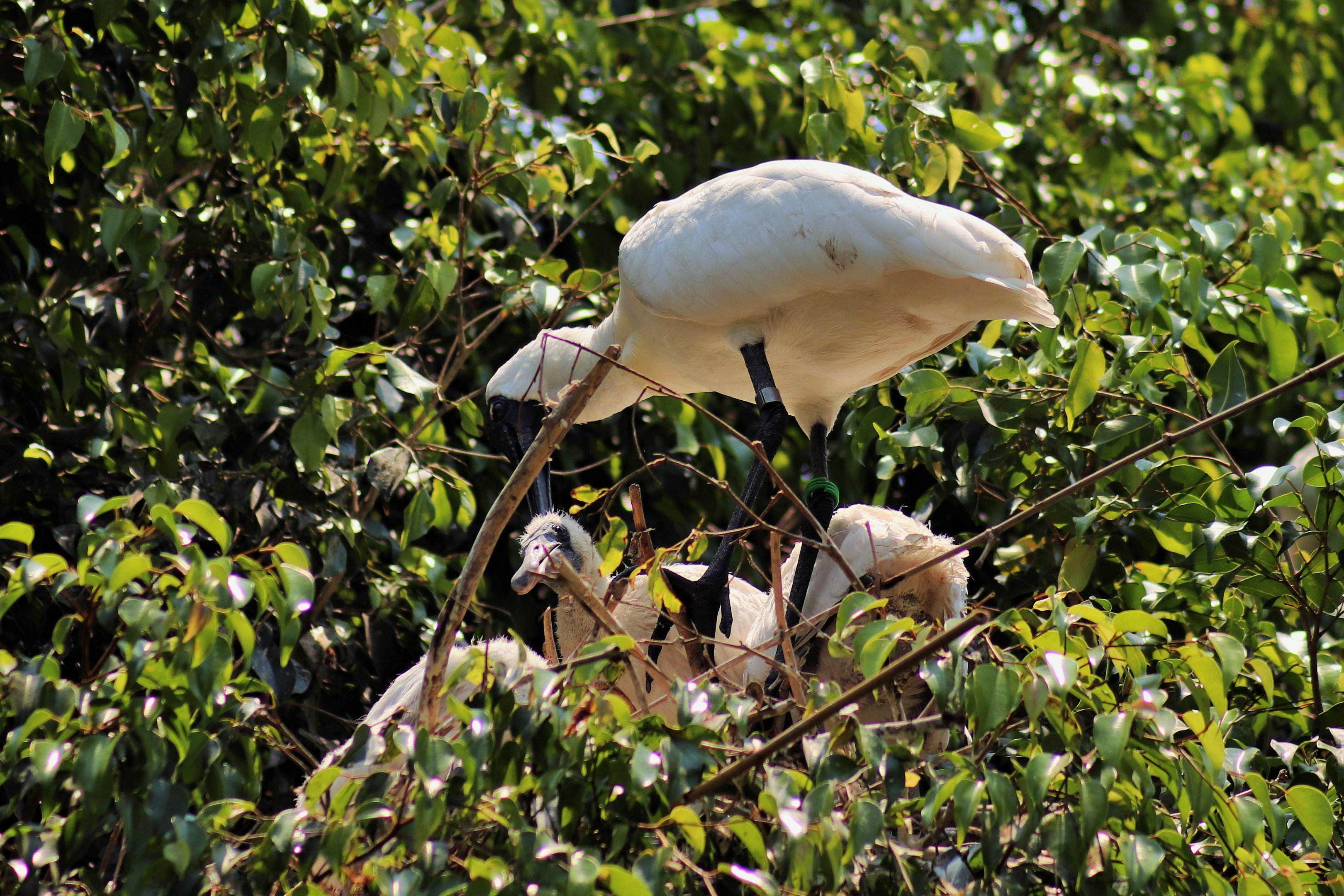 Spoonbill Chicks