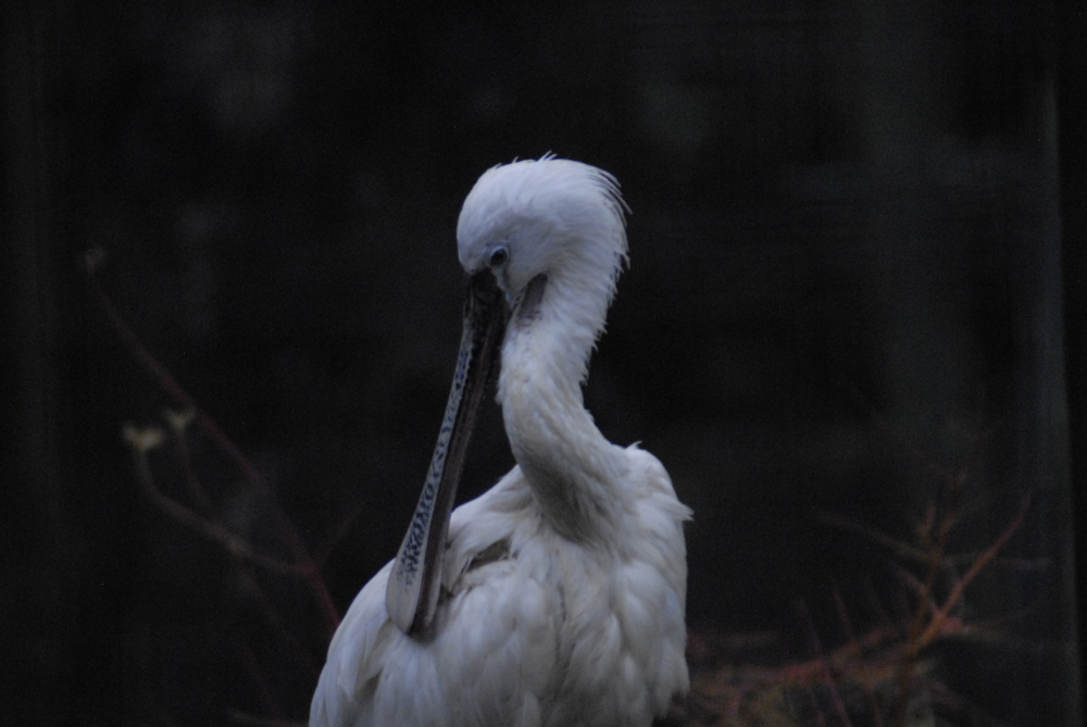 Spoonbill - Cotswolds 2021