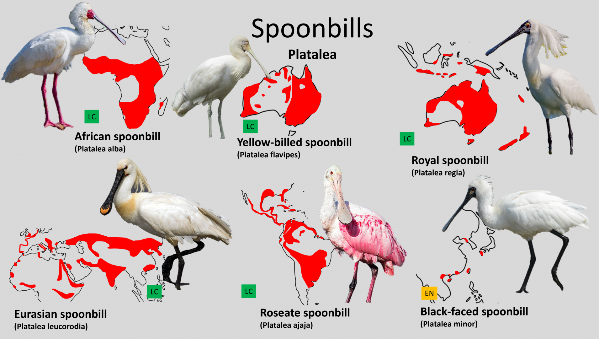 Spoonbill distribution maps - Version 2.0