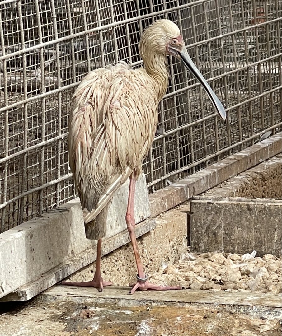Spoonbill ID? ~ Birdpark Malta
