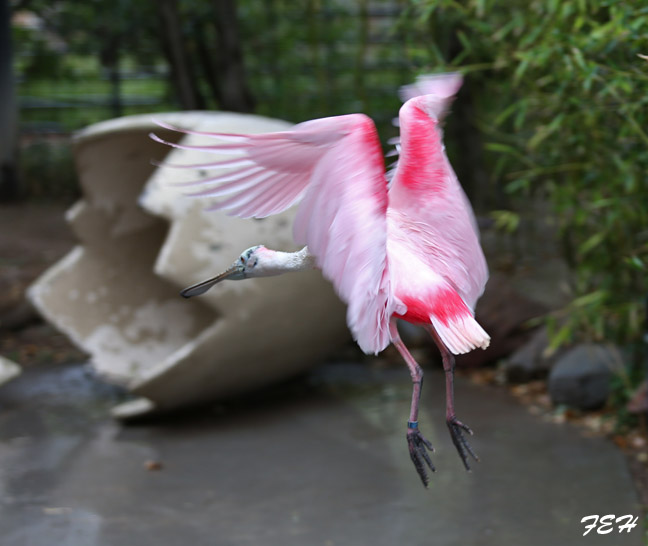 spoonbill in flight