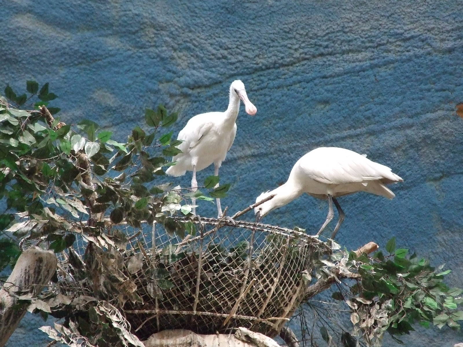 spoonbill nestling