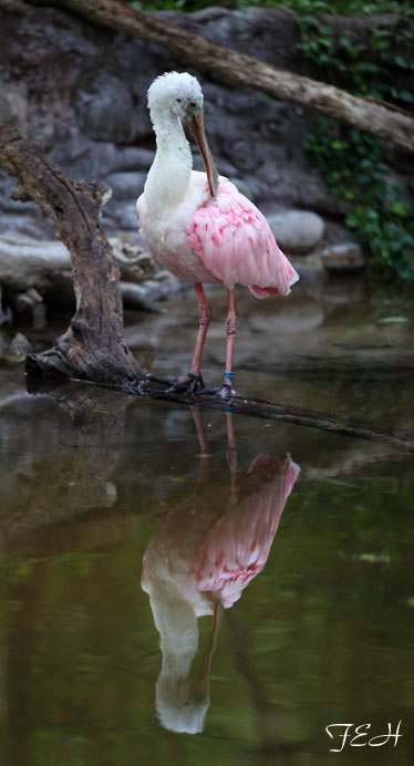spoonbill reflected