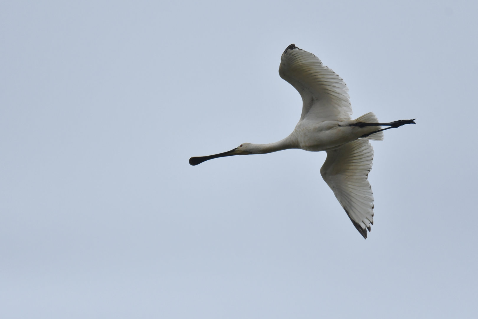 Spoonbill Spatula spatula