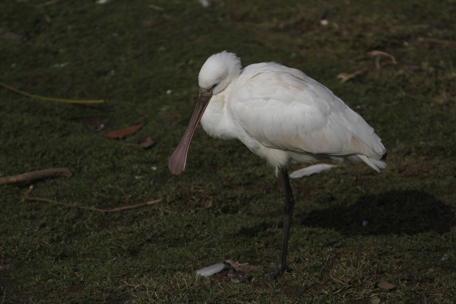 Spoonbill Species ID