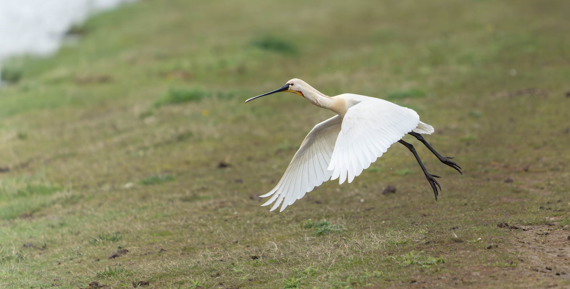 Spoonbill, wild, UK