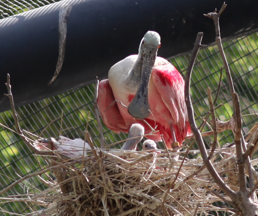 spoonbill with two chicks
