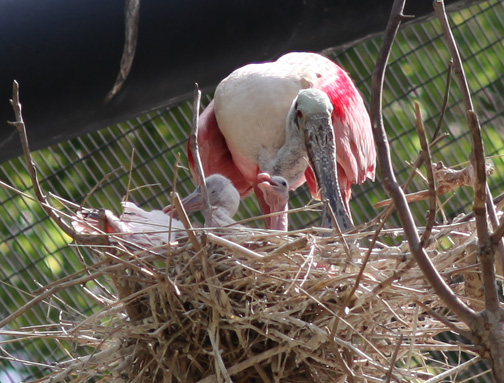 spoonbill with two chicks