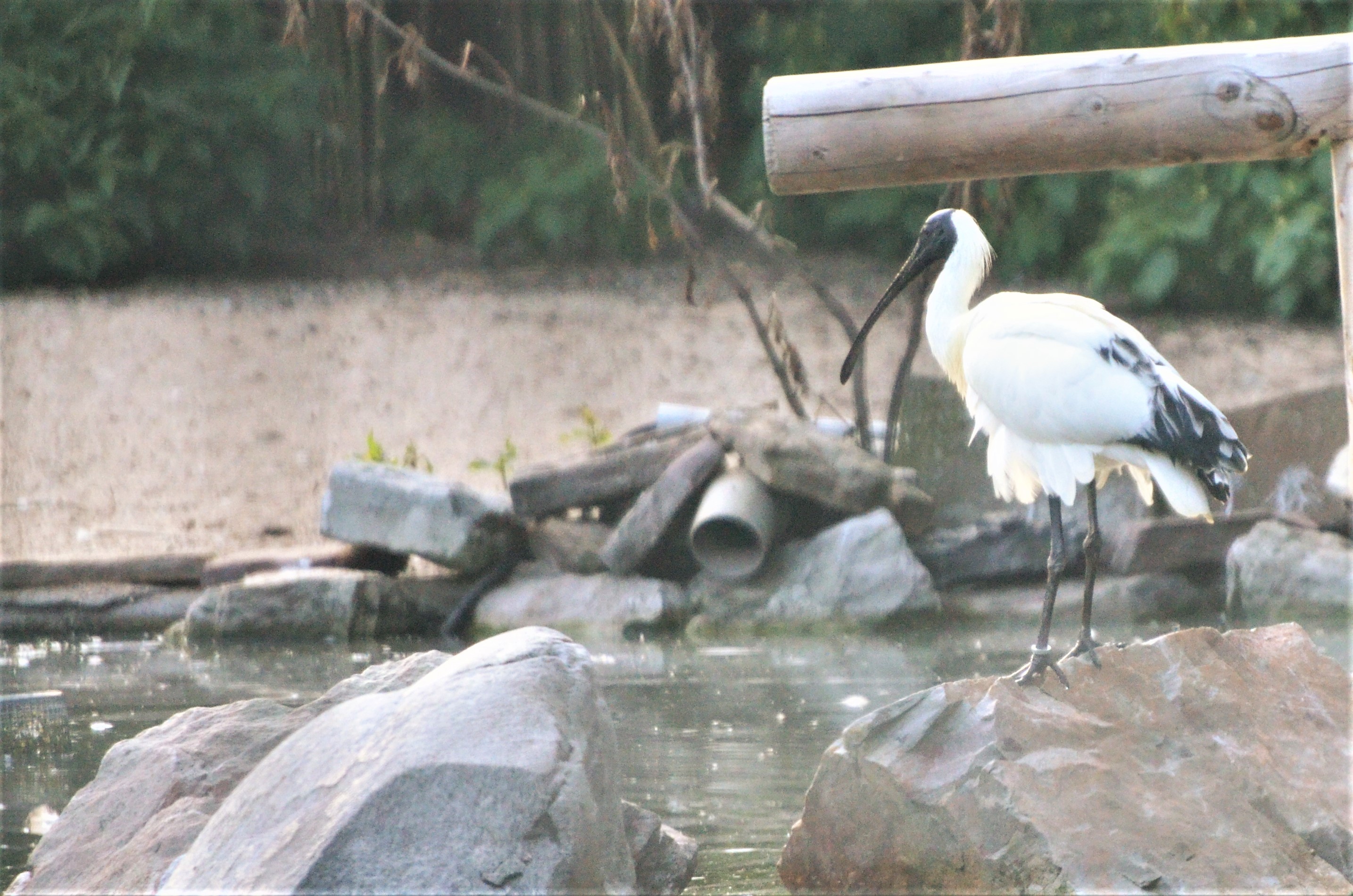 Spoonbill x Ibis Hybrid (?) at Grugapark, 17/06/19