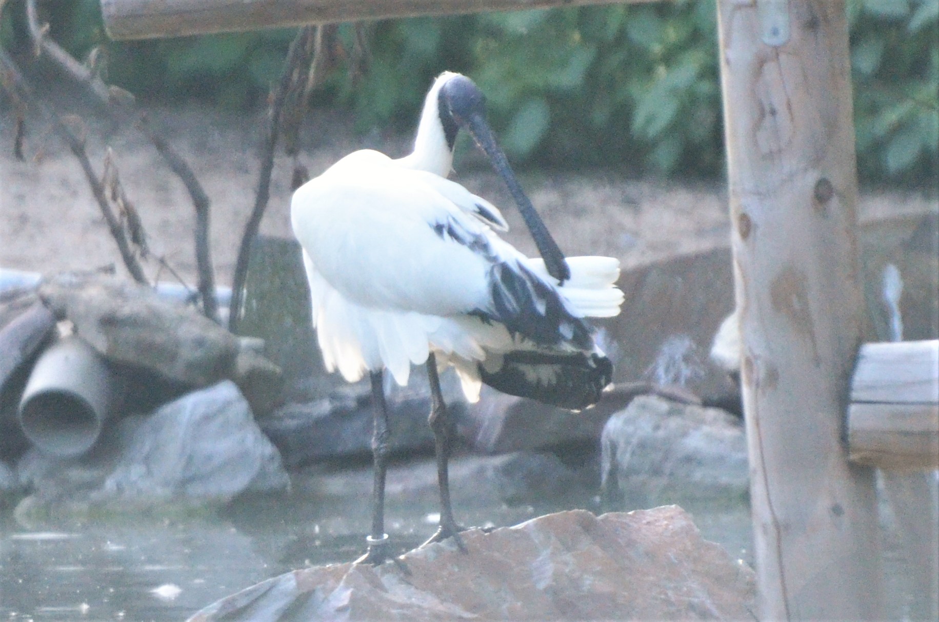 Spoonbill x Ibis Hybrid (?) at Grugapark, 17/06/19