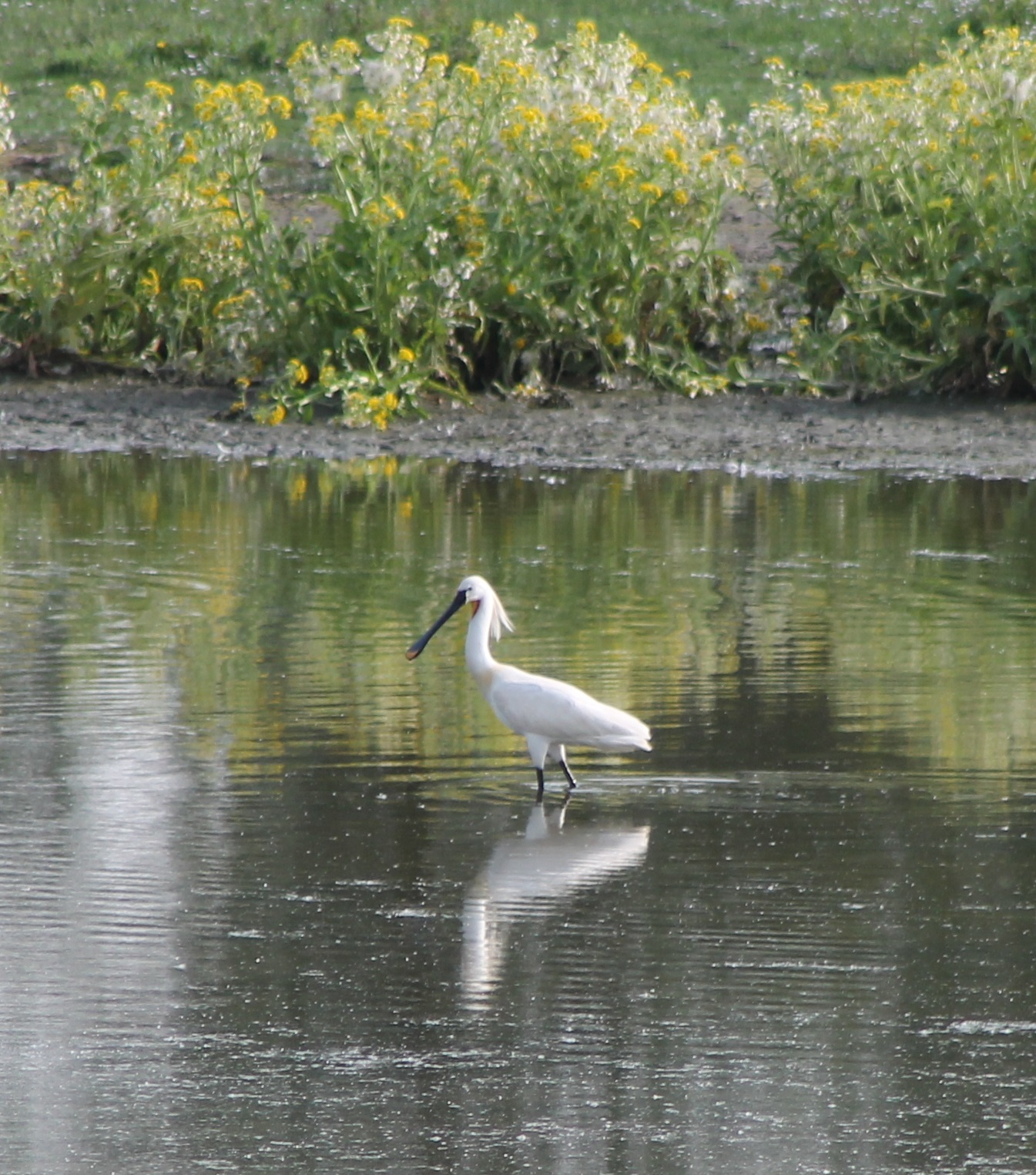 Spoonbill