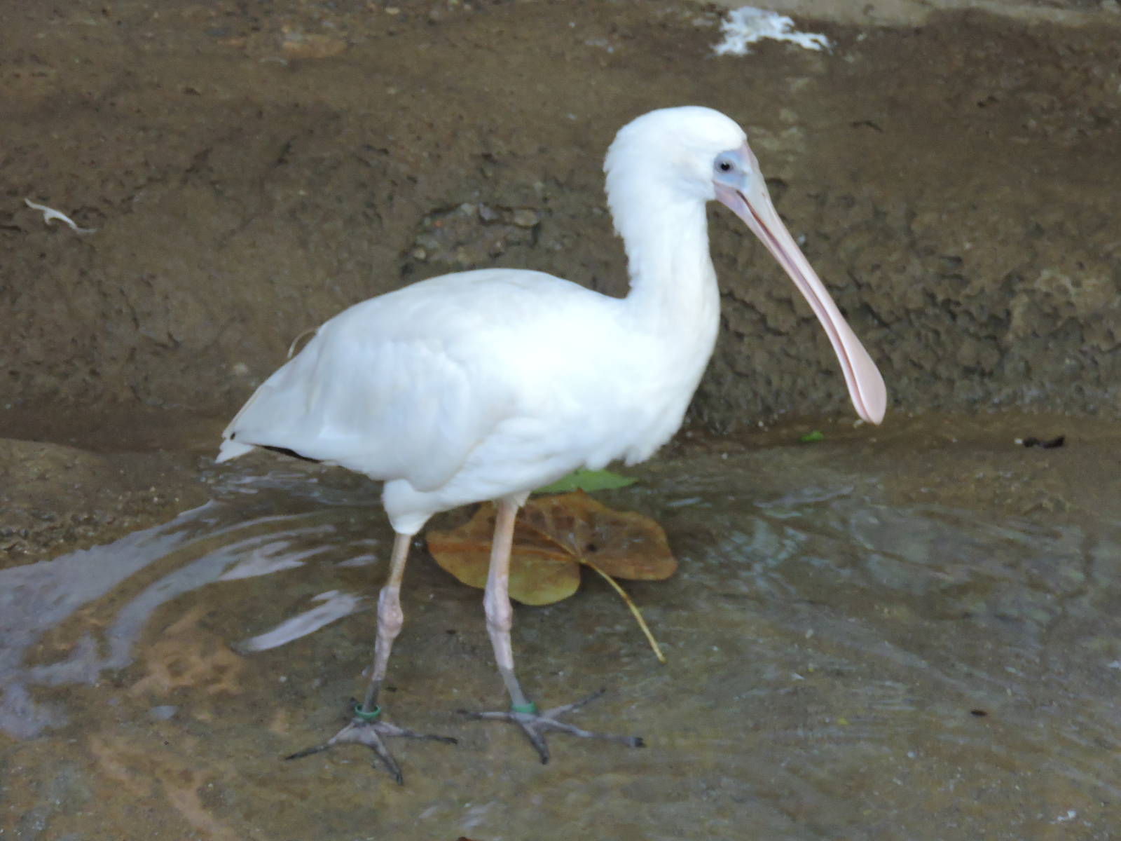 Spoonbill