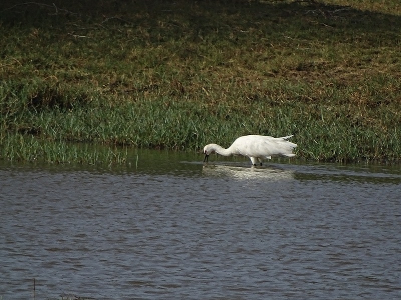 Spoonbill