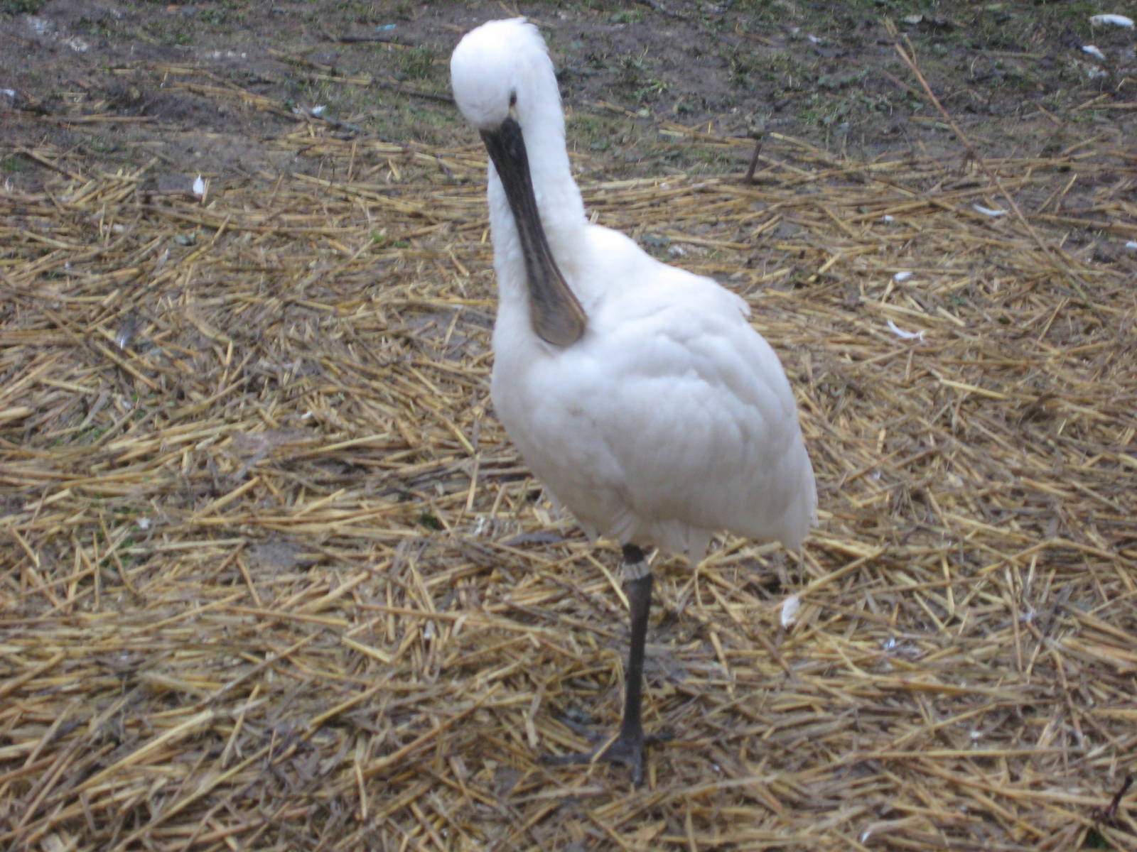 Spoonbill