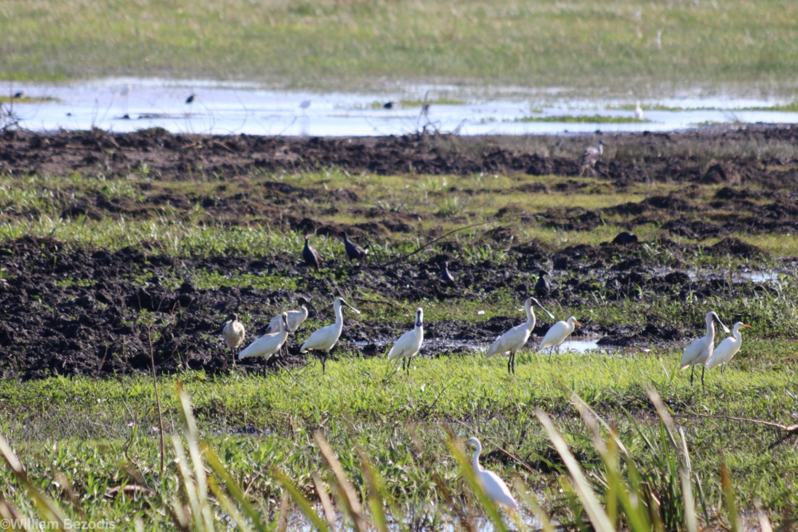 Spoonbills, Egrets, and Swamphens - Fogg Dam