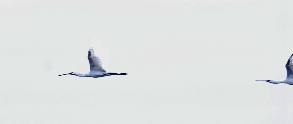 Spoonbills - Farlington Marsh 2024