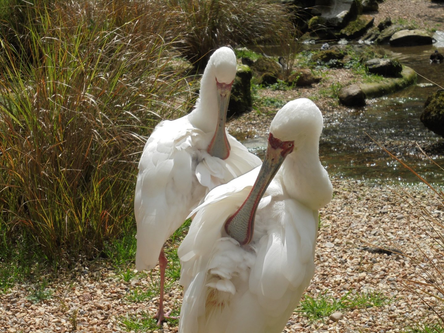 Spoonbills preening 2017