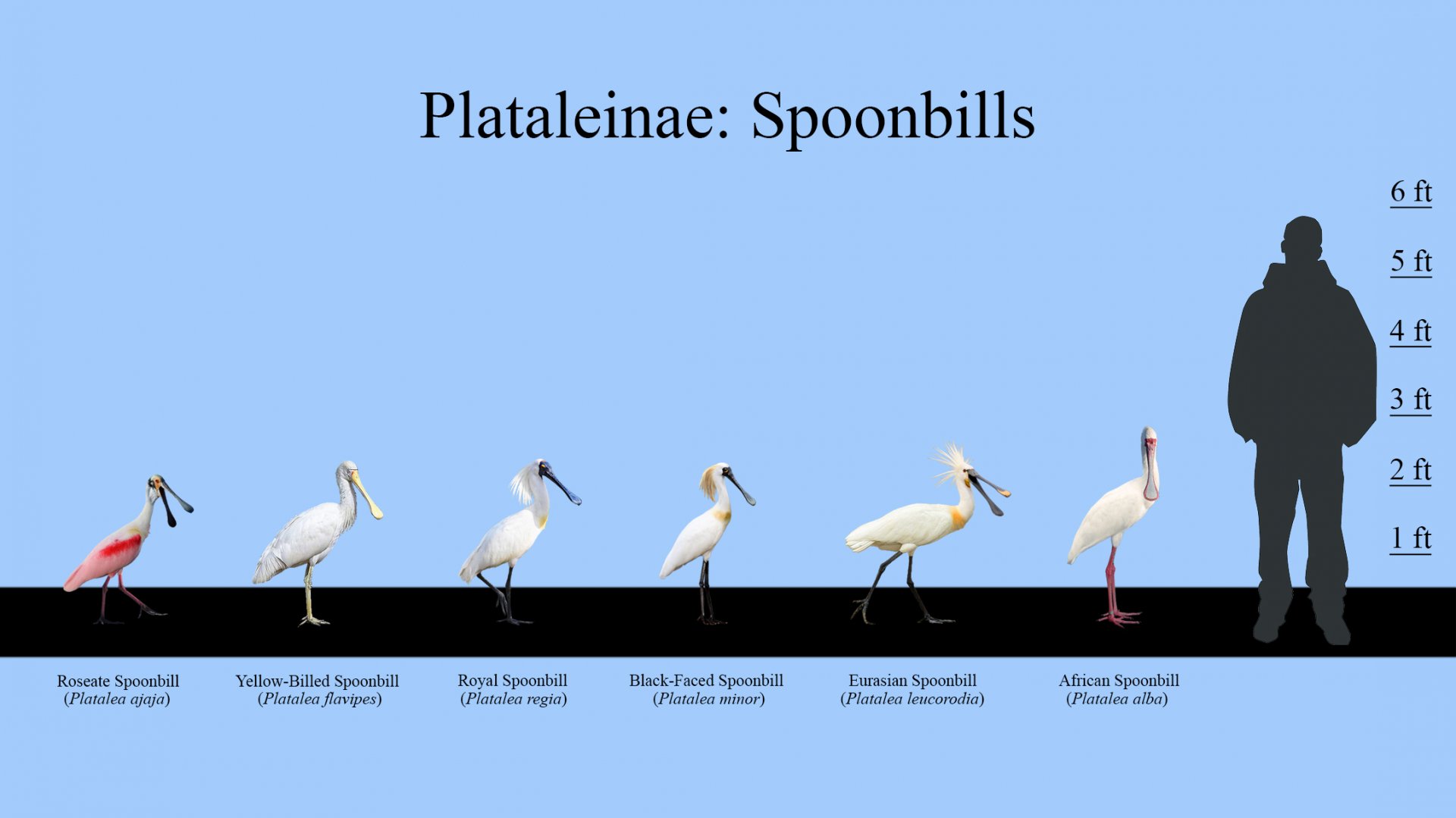 Spoonbills Size Chart