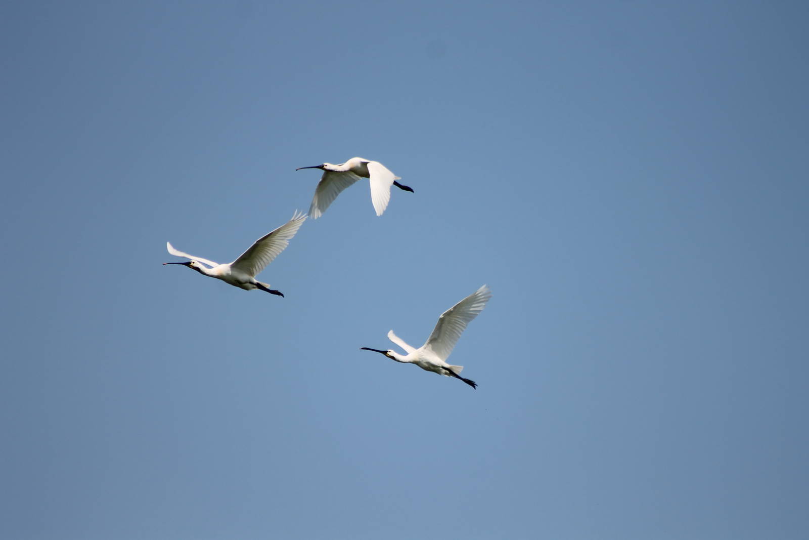 spoonbills