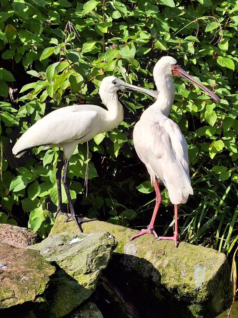 Spoonbills