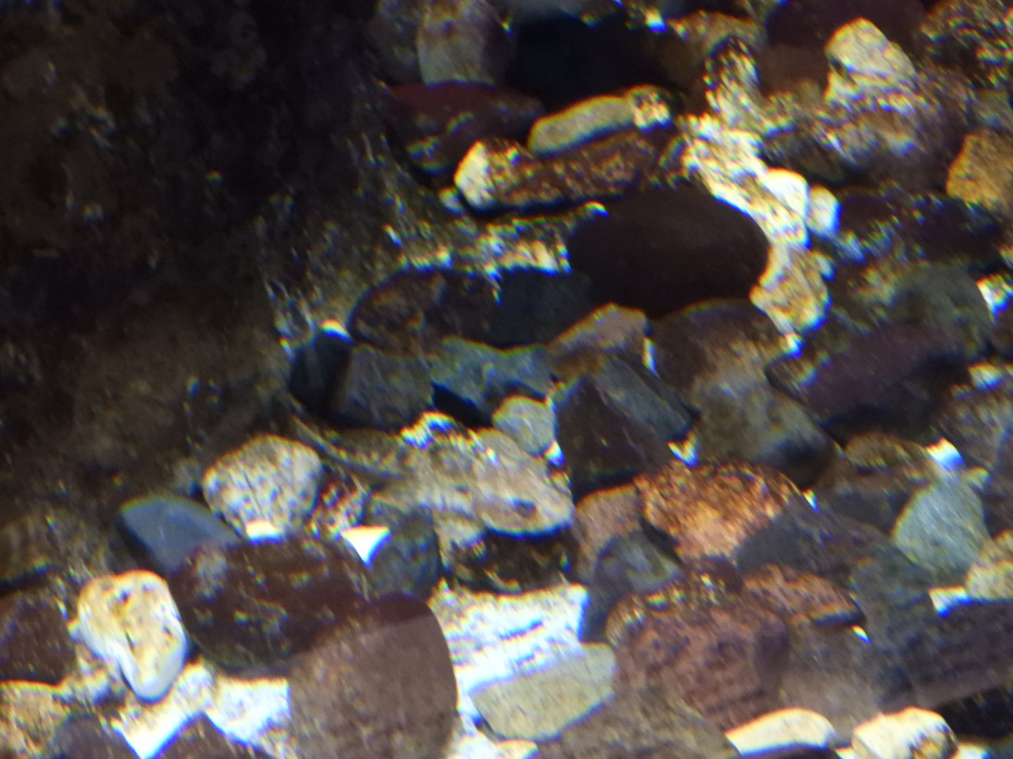 Spoonhead Sculpin (Cottus ricei)