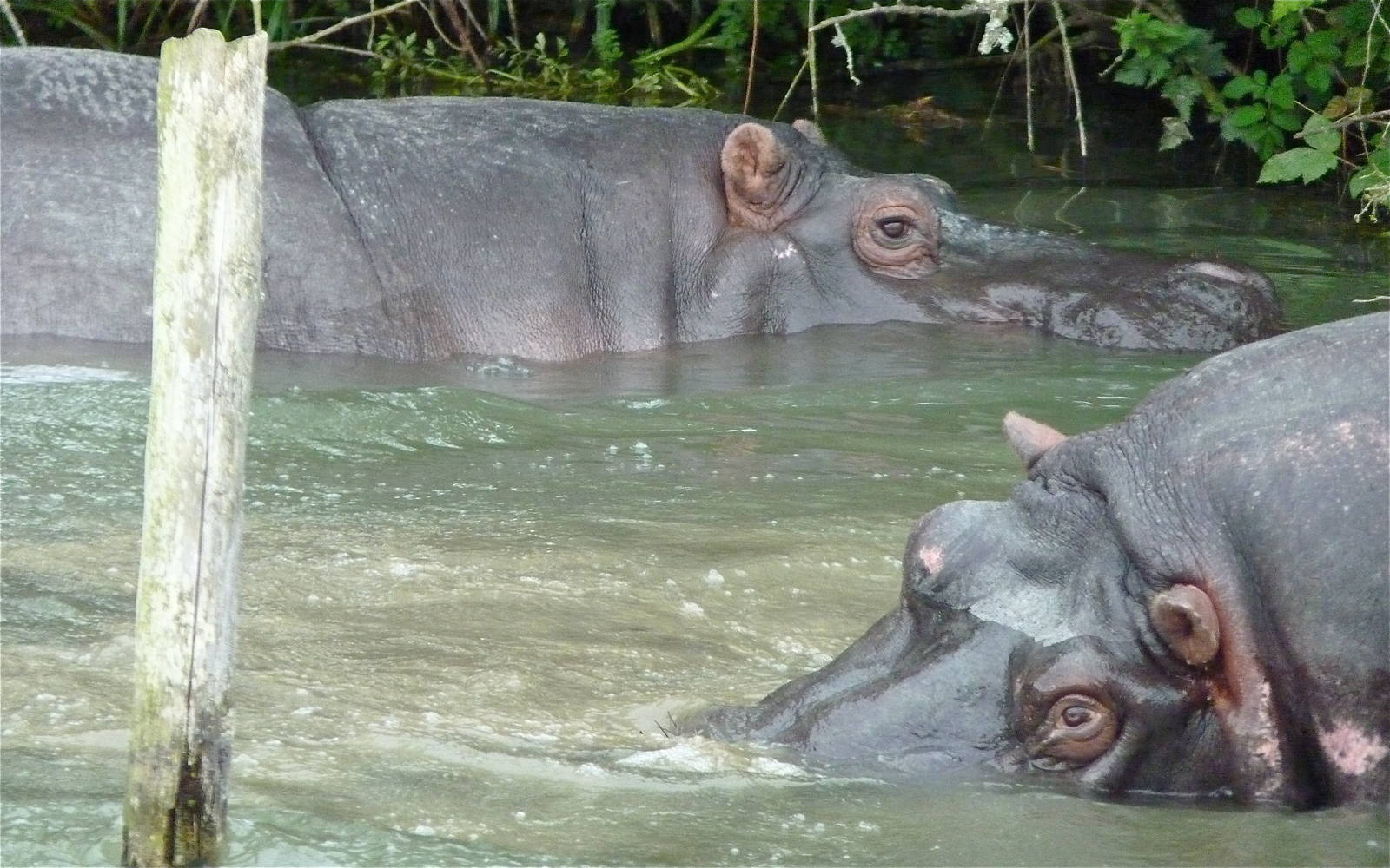 Spot and Sonia the Hippos