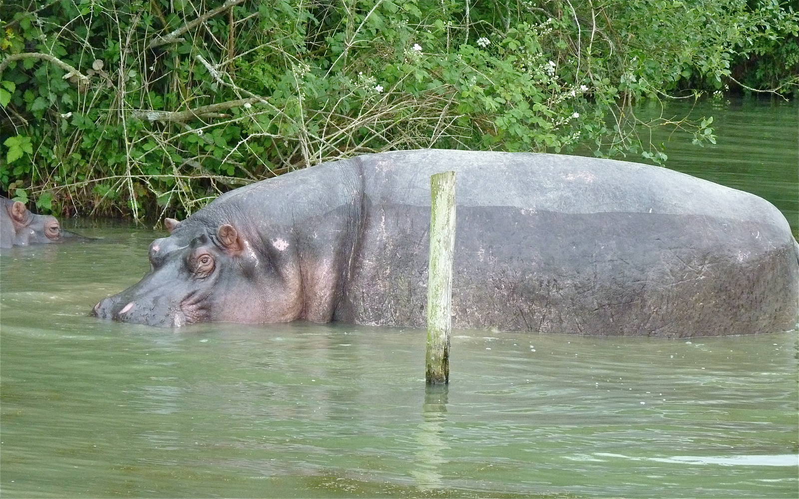 Spot and Sonia the Hippos