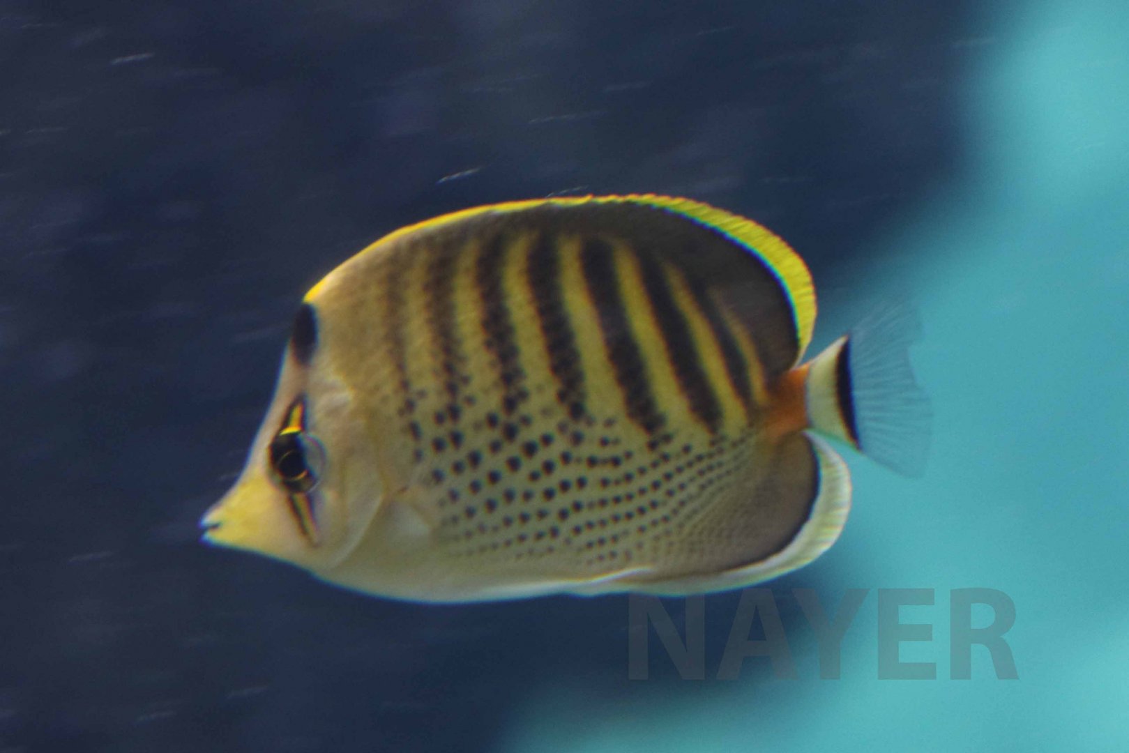 Spot-banded butterflyfish, October 2017