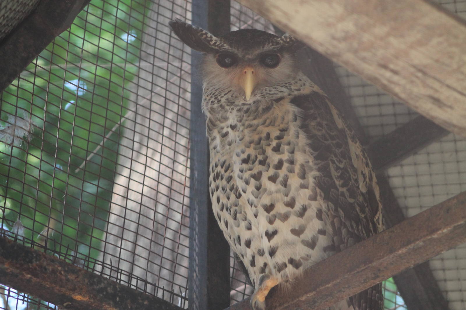 Spot-bellied Eagle Owl (Bubo nipalensis)
